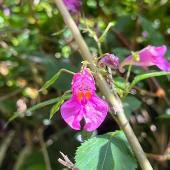 可憐なお花があちこち咲いてます