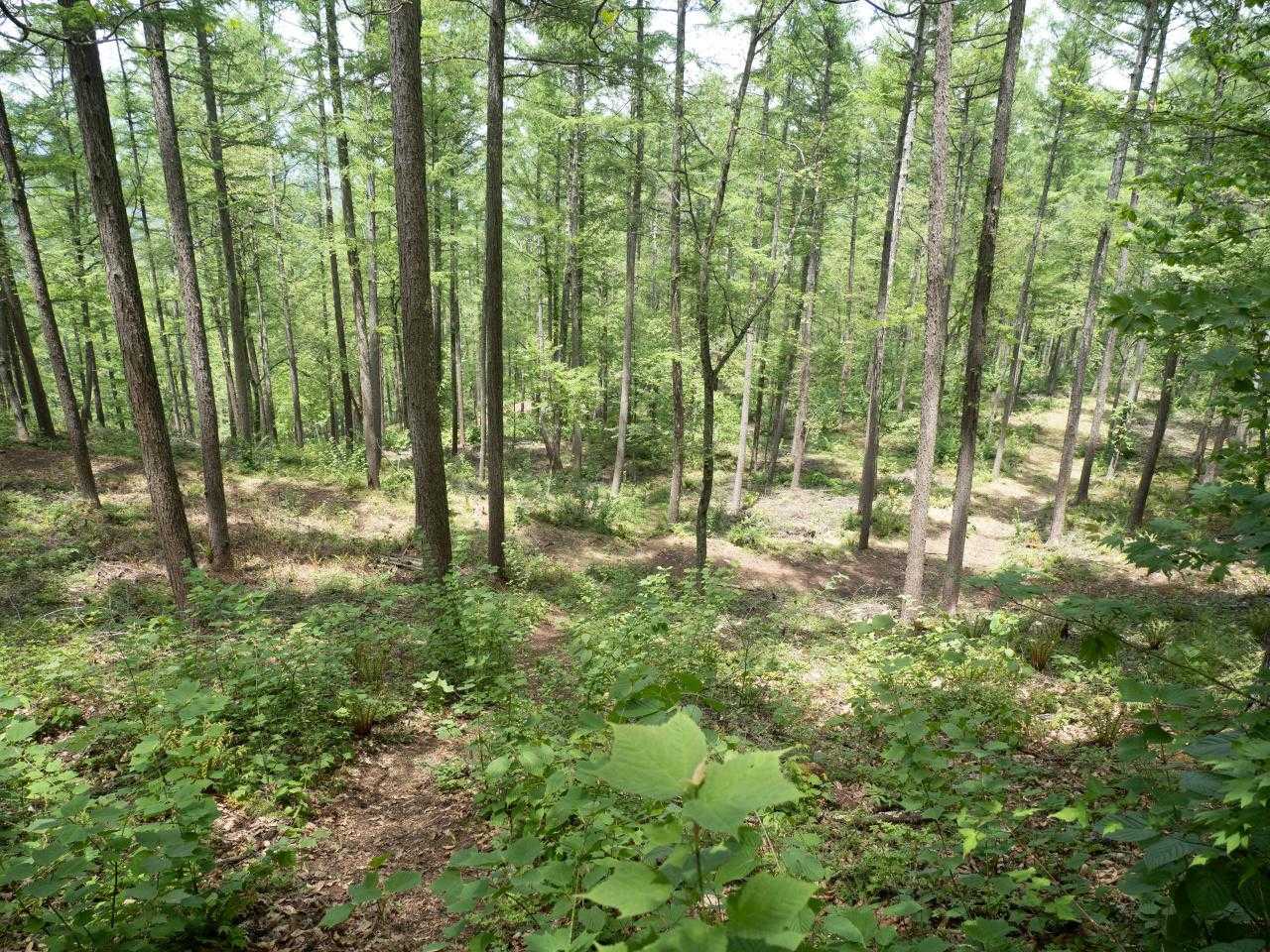 田沢嶺浦コース登山道入口-子檀嶺岳 往復コースの写真