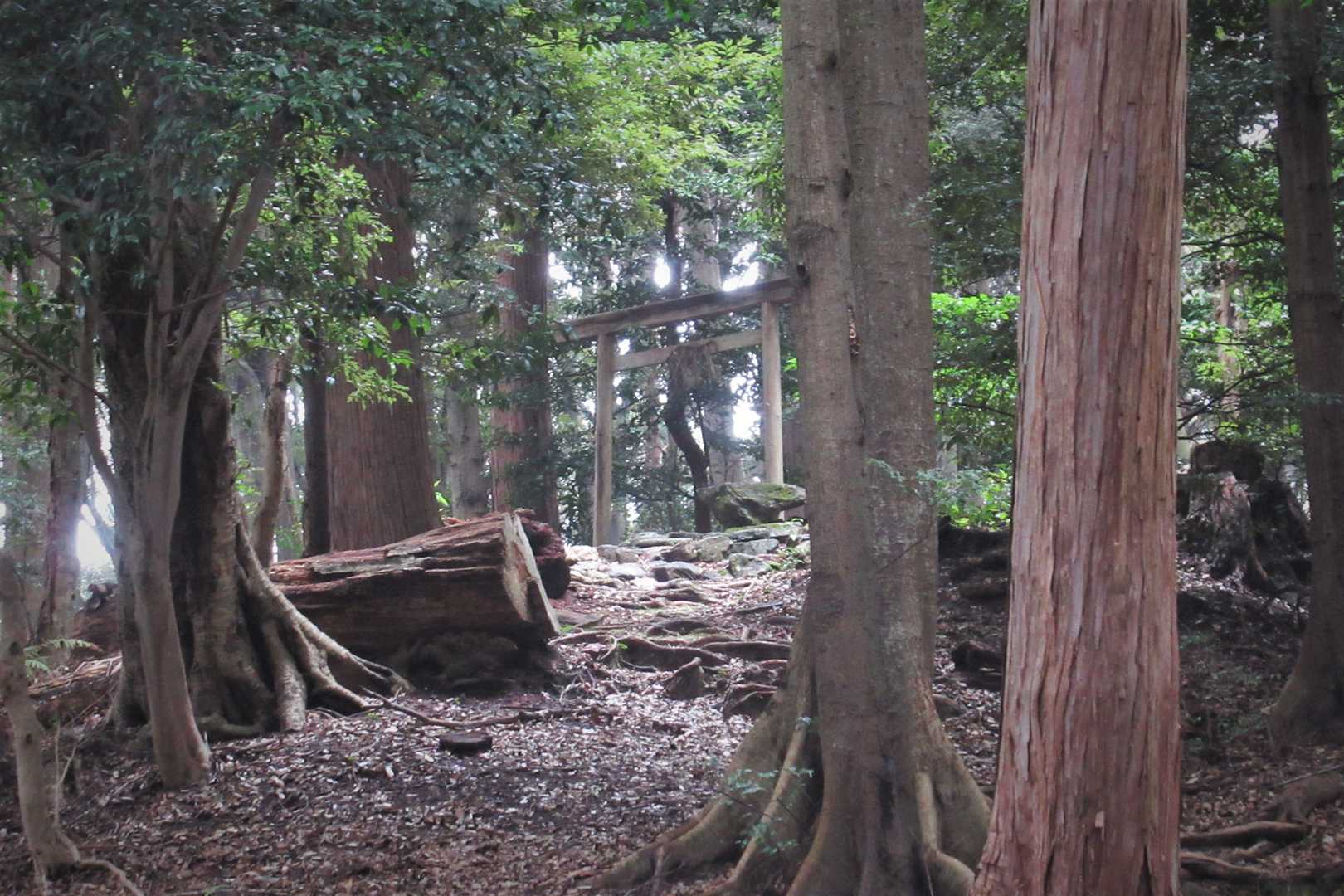 今日も朝熊山神社にお礼をして帰ります。
帰りに刈り取りの終わった田んぼに寄り道です。