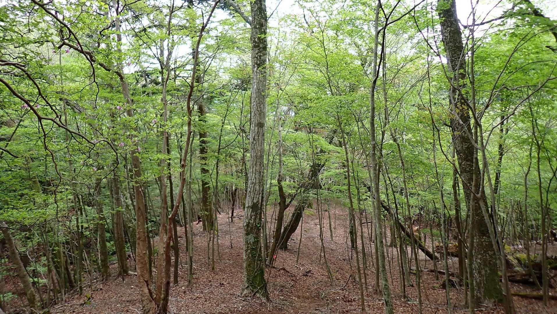 新緑の森は、呼吸するのが清々しい
見た目も清々しい✨