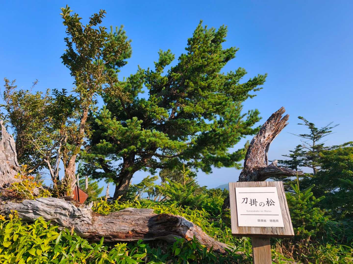 刀掛の松
屋島の戦いに破れた安徳天皇が剣山に宝剣を納めるために登っているところ、汗だくで刀を持ってる従者にここに刀を掛けて休みなさい、と気遣った事が由来だそう。