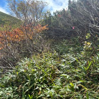 道険しい
