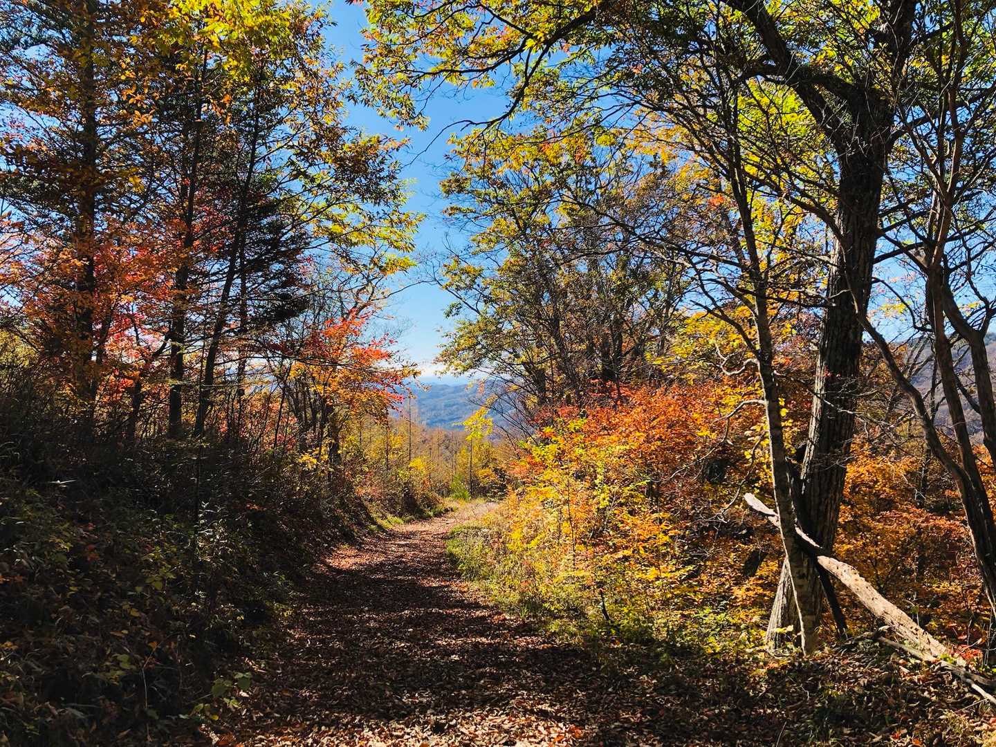 紅葉林道🍁