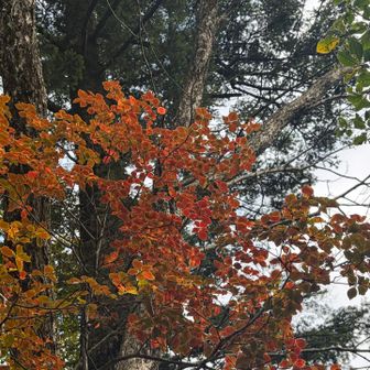 🍁