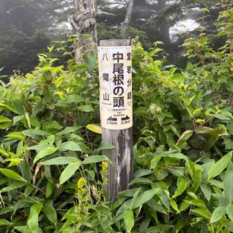 中尾根ノ頭
長い下りの始まり
