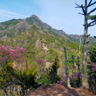 大観峰に到着！😚　残念ながら見落としたのか、咲いていなかったのか…ﾋｶｹﾞﾂﾂｼﾞには出会えませんでした😓　しかしこの様なﾐﾂﾊﾞﾂﾂｼﾞは登山ﾙｰﾄのあちこちで沢山咲いていました〜😍　下ってきた楽しい岩盤ﾙｰﾄも良く見えますね〜😄
この後無事に下山してまだ少し時間が有ったので、口直しに少し離れている株山公園の本谷ﾐﾂﾏﾀ林に立ち寄ってみる事にしました〜😁　残念ながらﾐﾂﾏﾀ林のﾙｰﾄ軌跡はほんの僅かしか無いので有名では無さそうです…😅