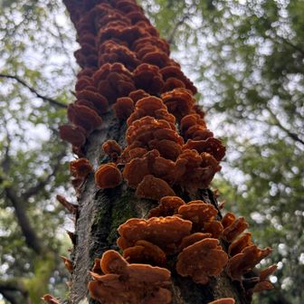 カワウソダケ木にビッチリです。