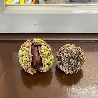 このクリはイガがない🌰