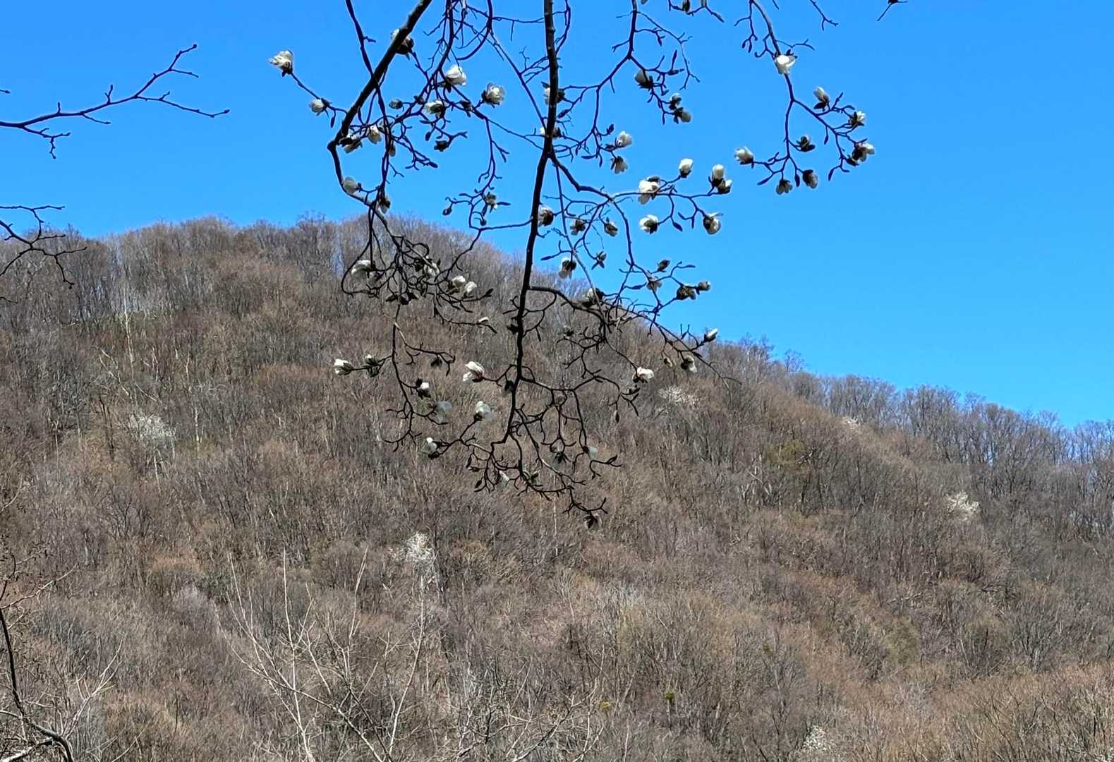 キタコブシ！山肌にも点々と！