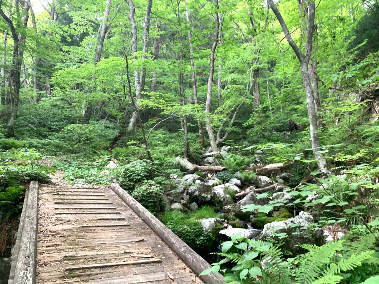 新緑と苔の世界🌿