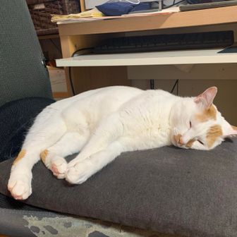 ほしみやへちま