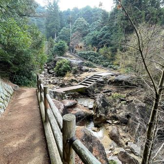 登山道はめっちゃ綺麗に整備されている。