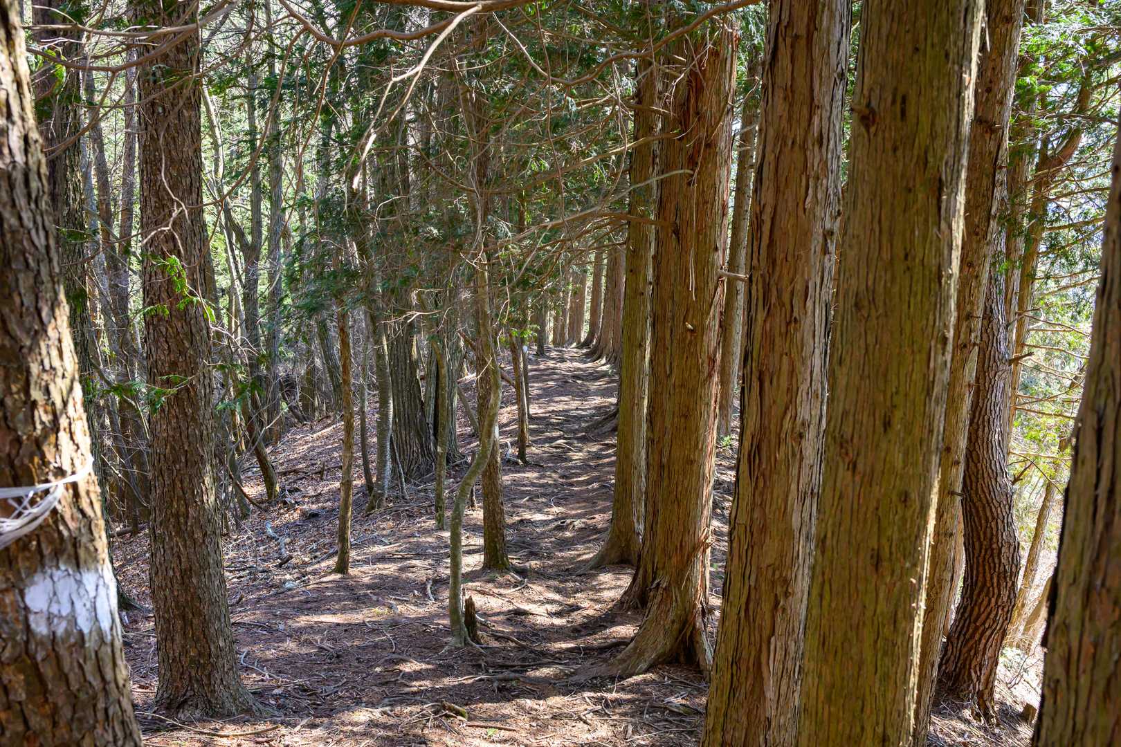 上川乗バス停-上川乗登山口-浅間峠-日原峠-土俵岳-小棡峠 縦走コースの写真