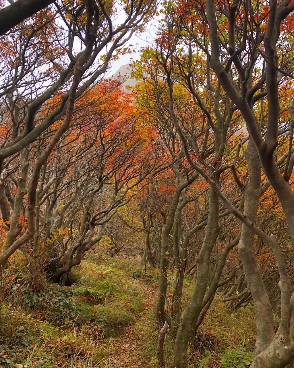 素晴らしい🍁✨