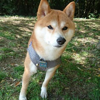 スピリッツツリー