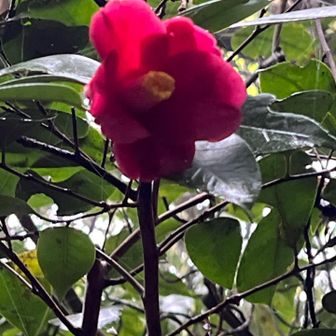 ほとんど花が落ちてたけど、一輪だけ咲いてました。