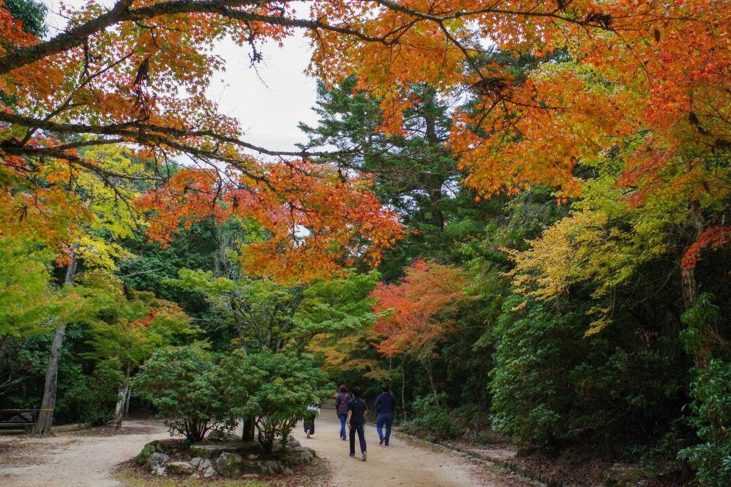 色づいてますね🍁