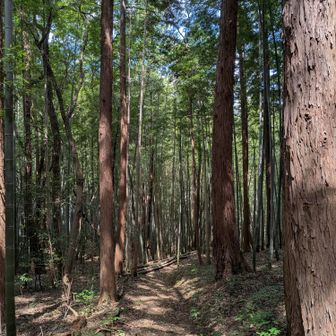 竹林まで来たらもう出口です