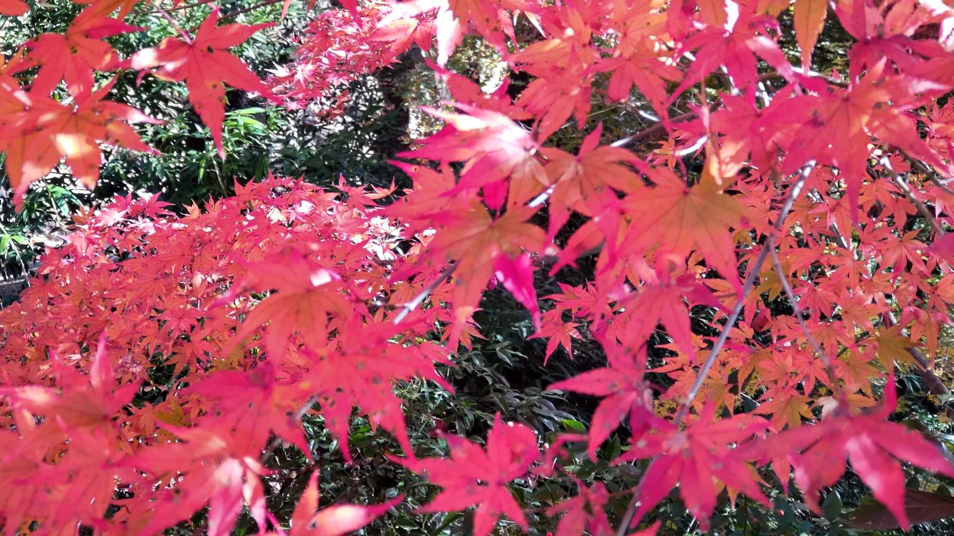 真っ赤な紅葉🍁🤩