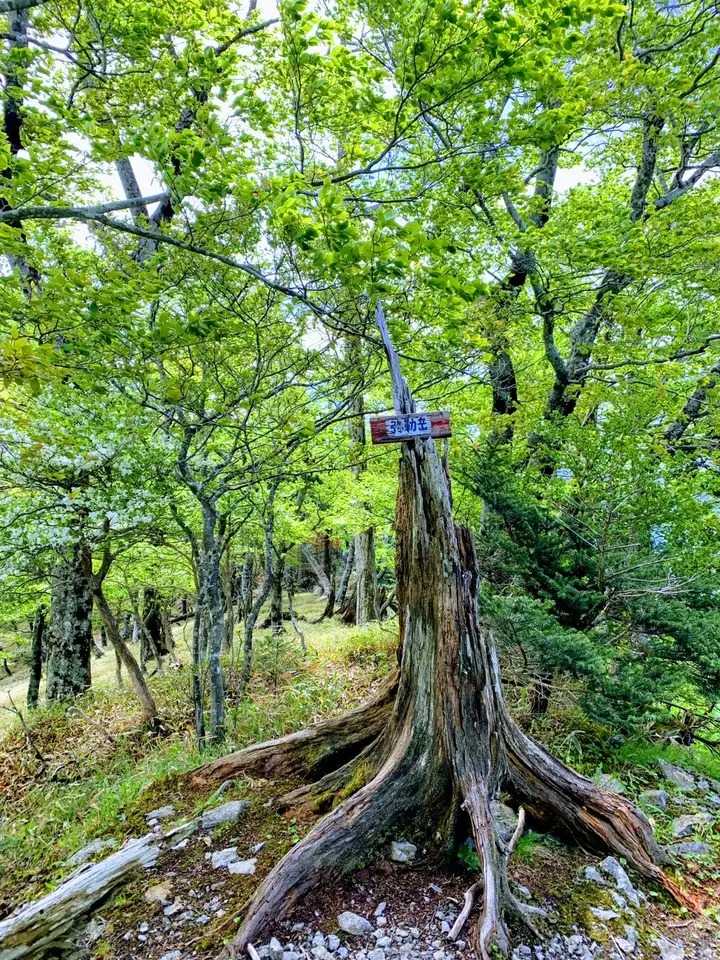 弥勒岳の写真