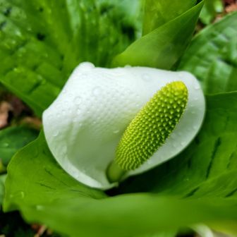 水滴付いて……
花一杯なら綺麗✨と思う
遅かった＿|￣|○ il||li