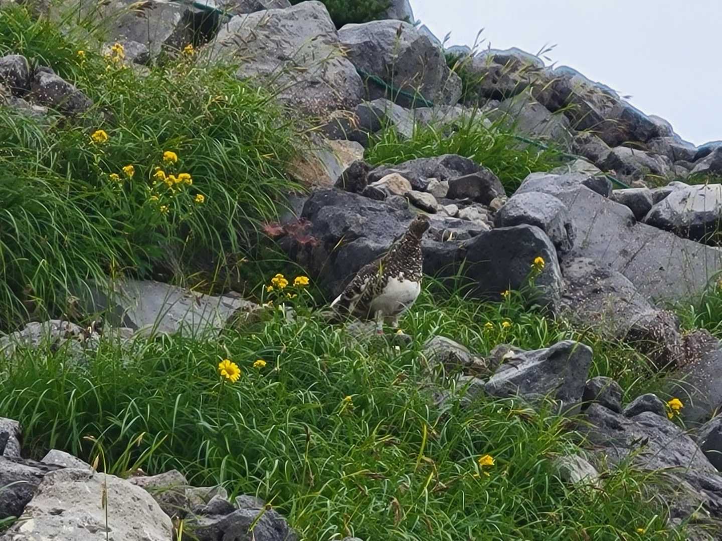雷鳥に出会うことができました