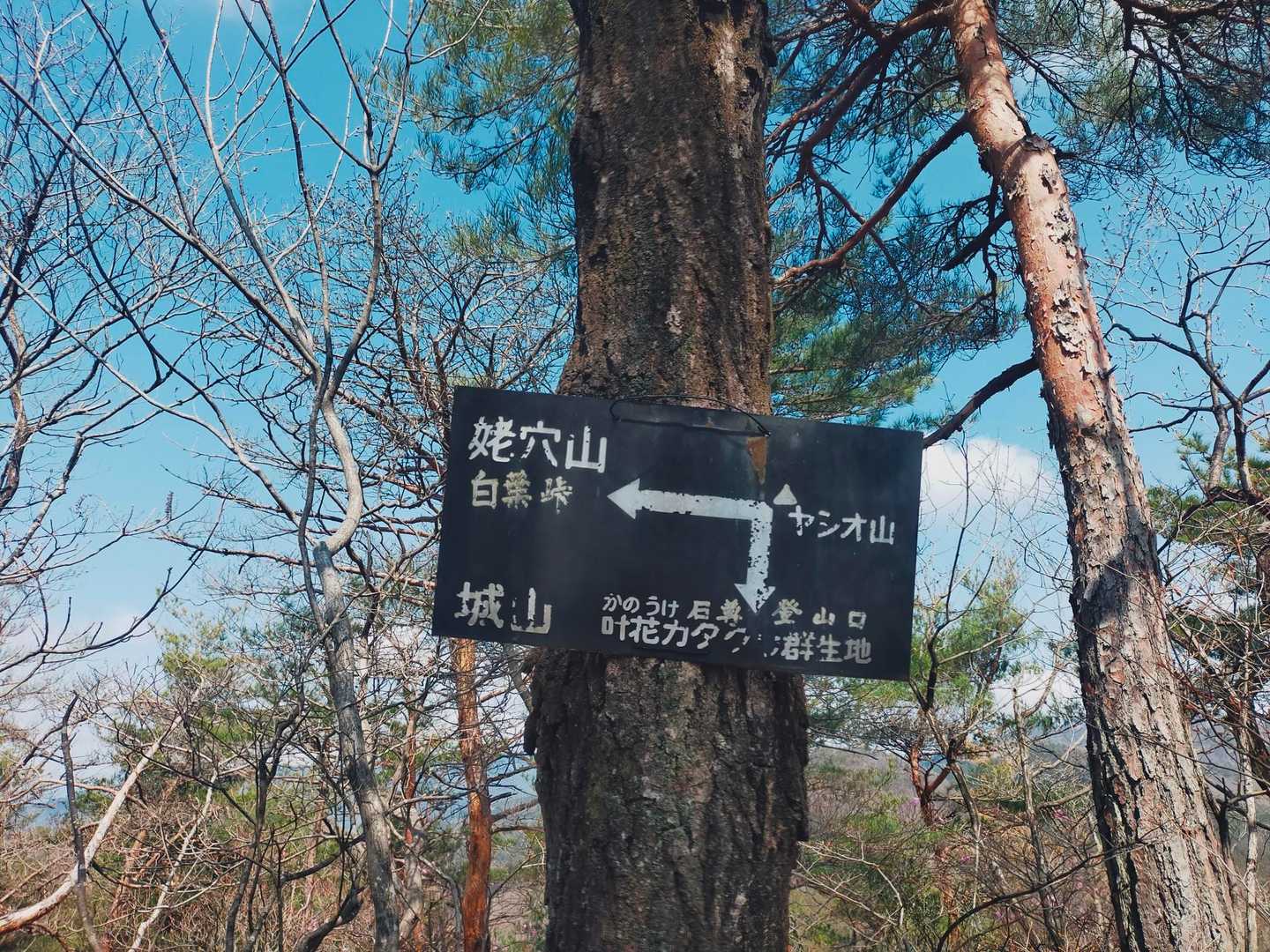 城山取付き-城山-ヤシオ山-姥穴山 周回コースの写真