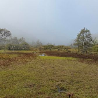 しばらく進むと広い大阿原湿原に出る