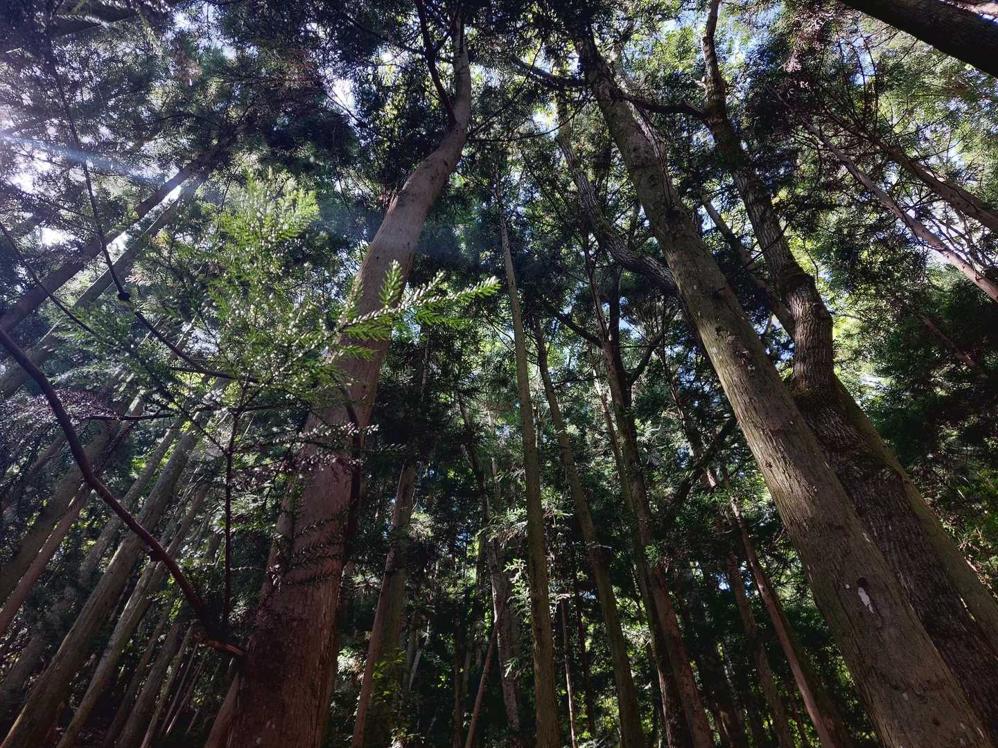 見上げると😊木洩れ日が
この辺りちょとそよ風が、吹いてたかなぁ～