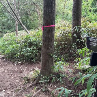 徳川道経由で森林植物園へ。