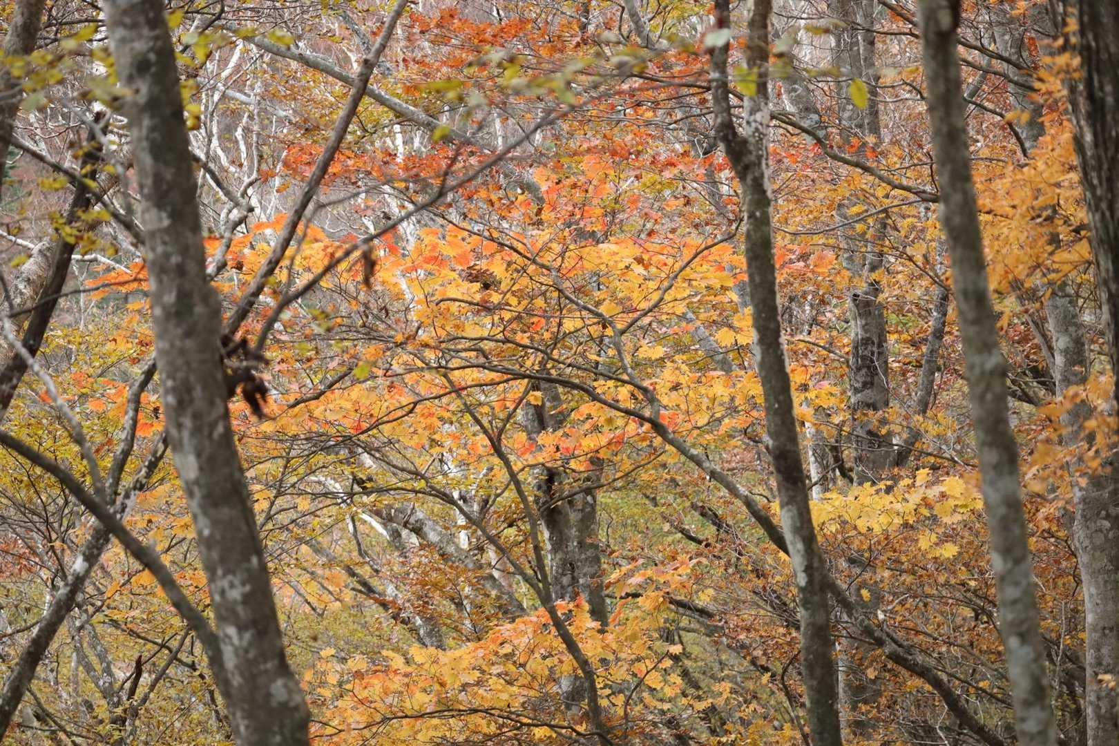 紅葉は光が当たるとキレイ🍁