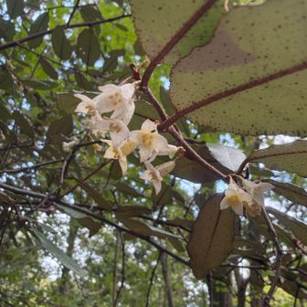 お花🌸グミの花らしい。