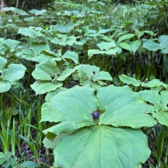 エンレイソウ群生
ここからクールダウンの林道歩き