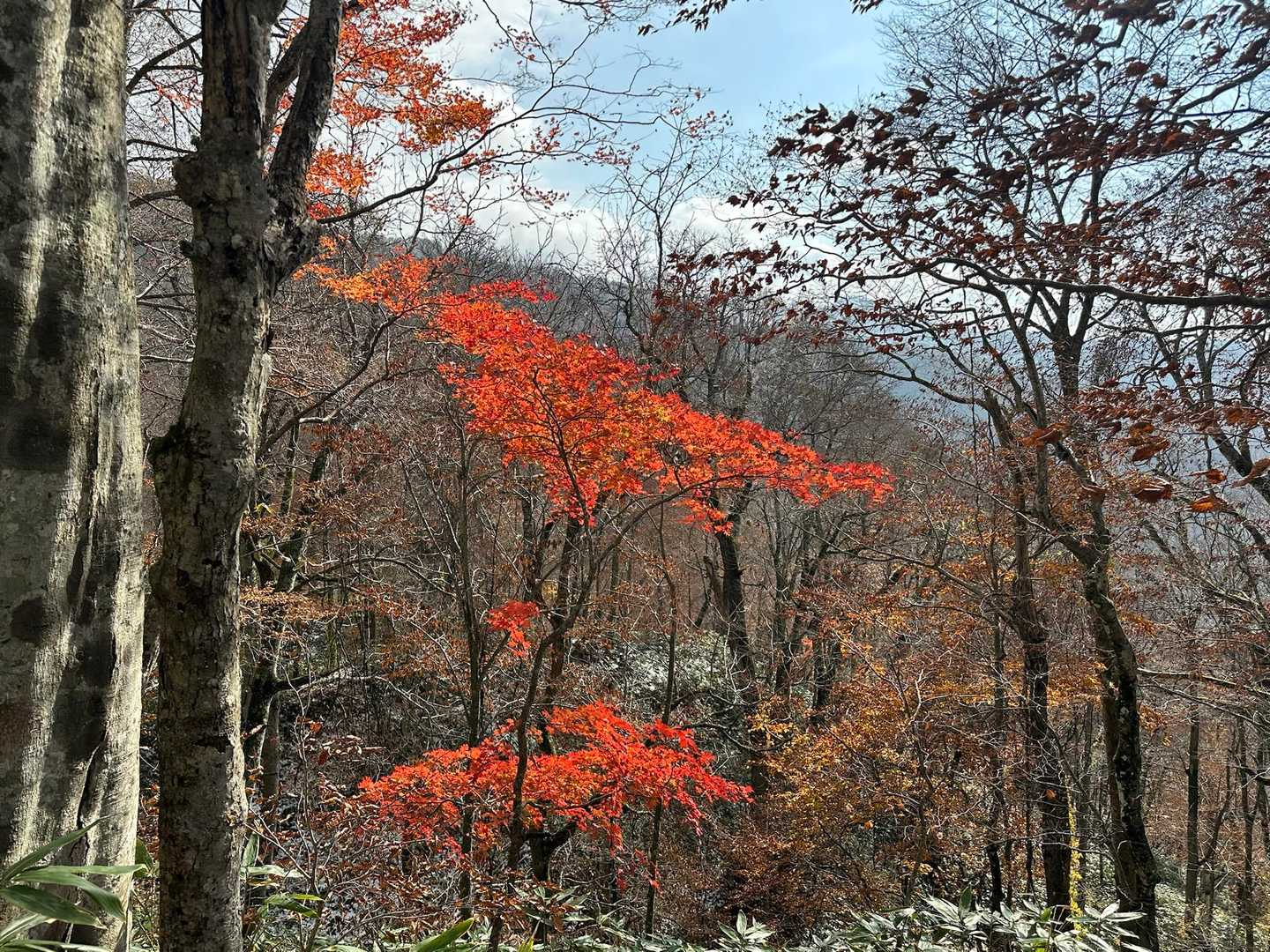 十和田山 往復コースの写真