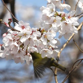 メジロも飛んで来ました