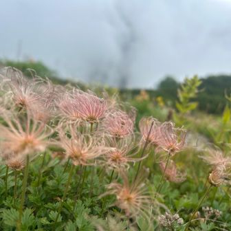 チングルマの綿毛、本当に可愛いんだよね〜😍
