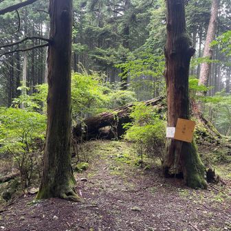 大楢峠の象徴「小楢の巨樹」は樹齢400年の大木だったが、2015年に寿命が尽きて倒れてしまったと説明があった。
倒れた今もなお、ここでシンボルとして存在するのだ。
