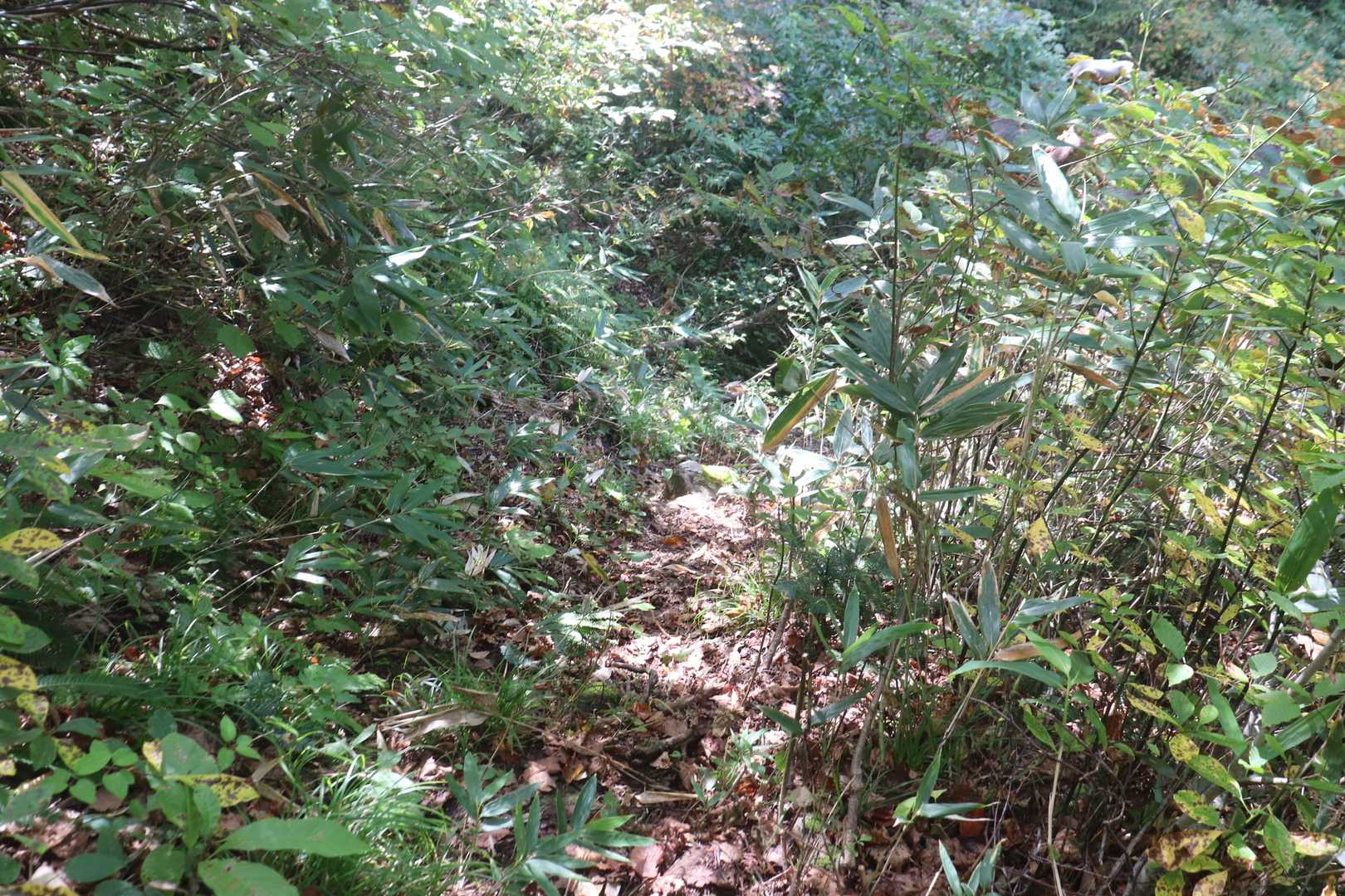 ここで一旦下りて、左前山に向かっていく