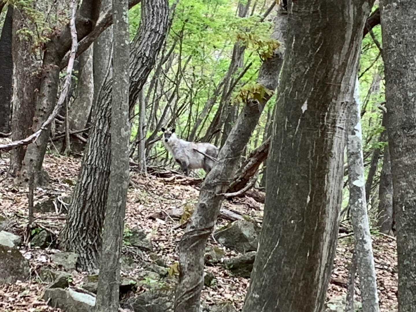 カモシカ🦌
登山中では、初めて見た😳