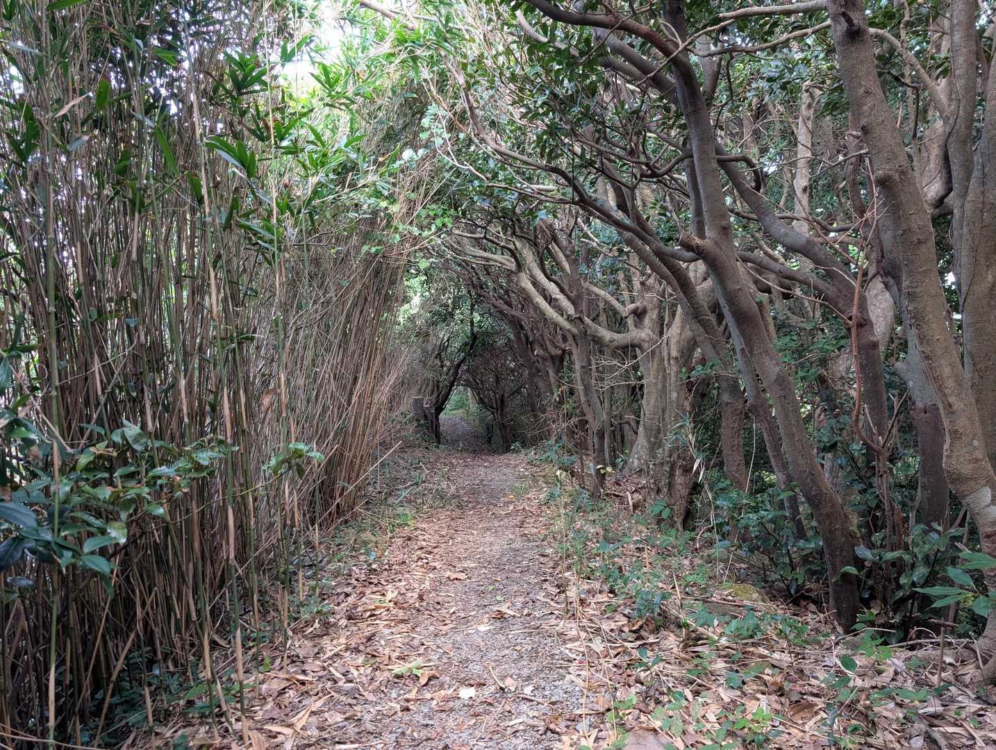 ジブリ感