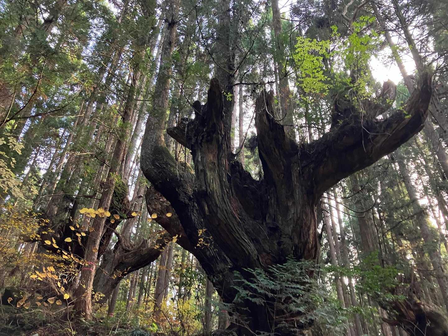 立派