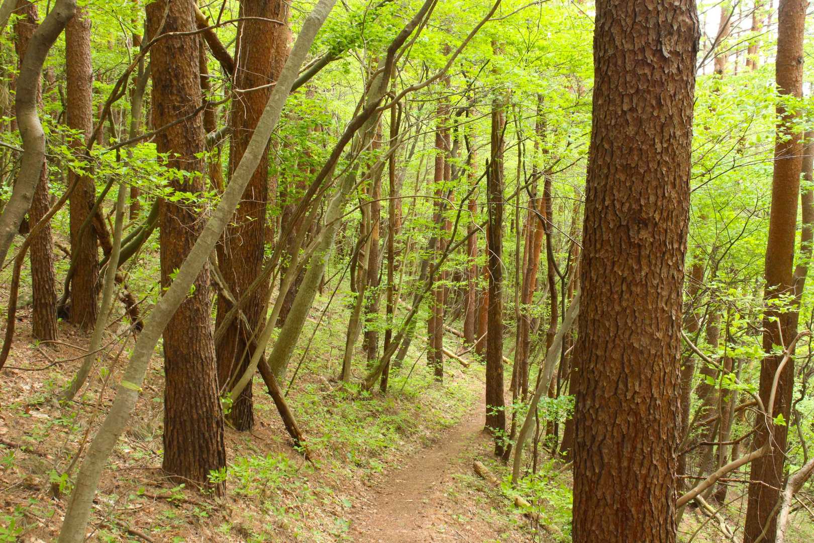 鞍部から「下山道」へ。