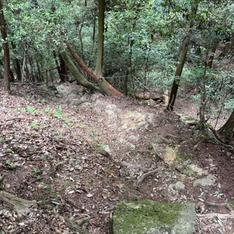 さていよいよ大津へ下山。延々と石段調の道が続きます
