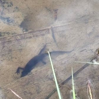 たくさんいて安心しました〜🦎