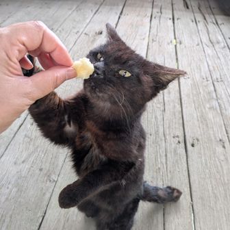 …どころではなかった🤣
クロちゃんがっつく😁
