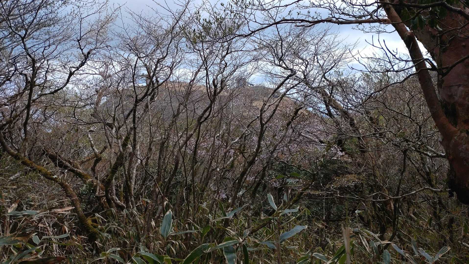 駒ヶ岳-駒ヶ岳頂上駅-神山 往復コースの写真