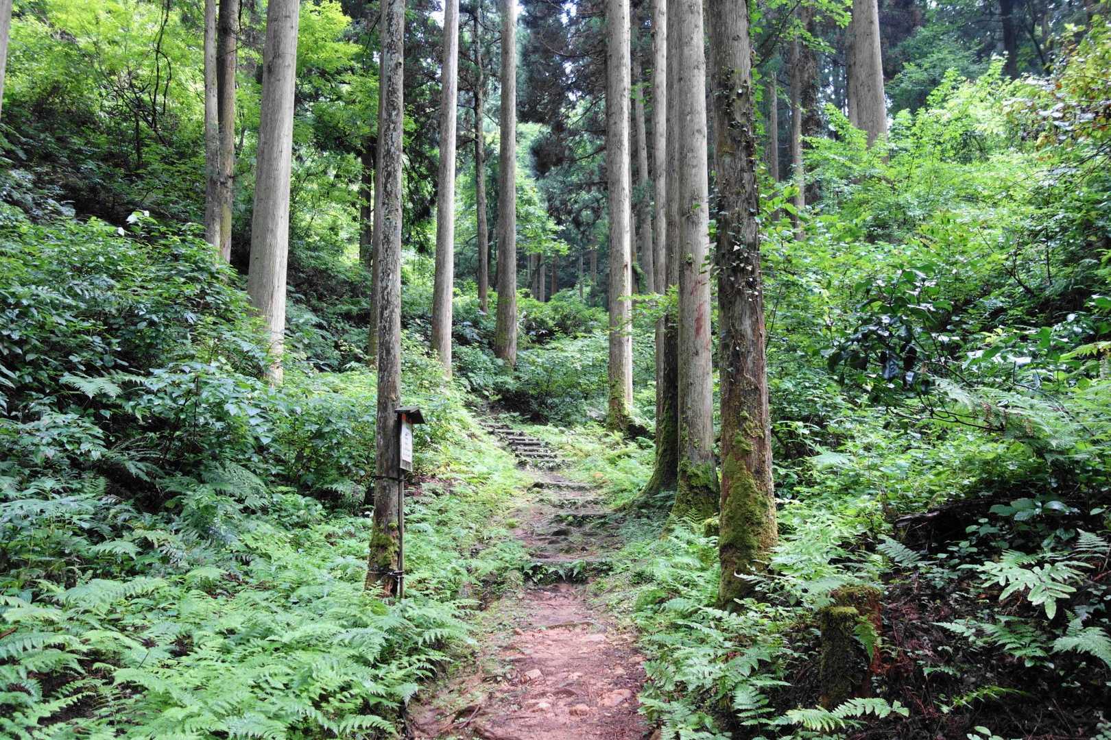 八ヶ峰方向から行ってみます