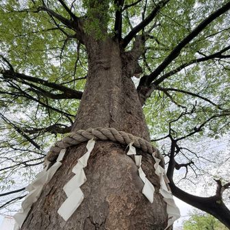 道の真ん中に大きな木！見上げてたら、近所の方が、樹齢400年だと教えてくれました