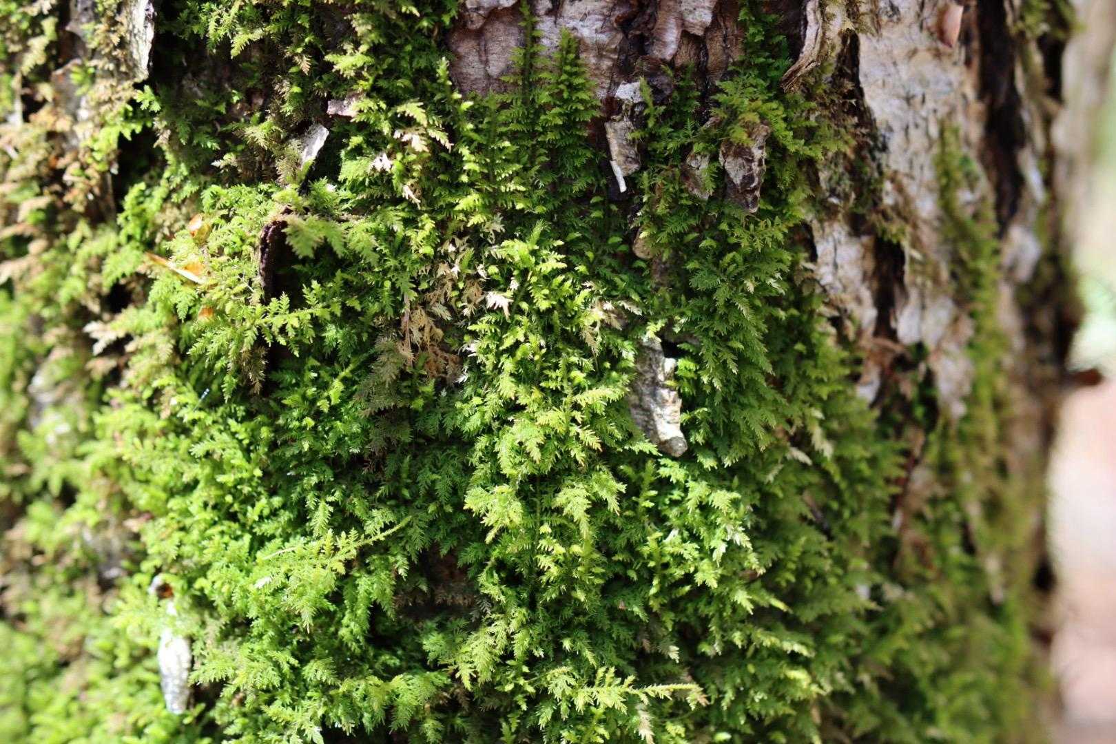 苔良き