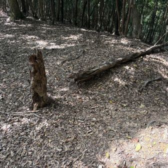 ここを右➡️らしいですが、
まっすぐでもいけるかも？